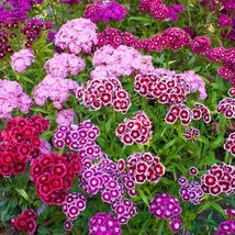 100 seeds, Sweet William, biannual - $5.00