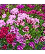 100 seeds, Sweet William, biannual - $5.00