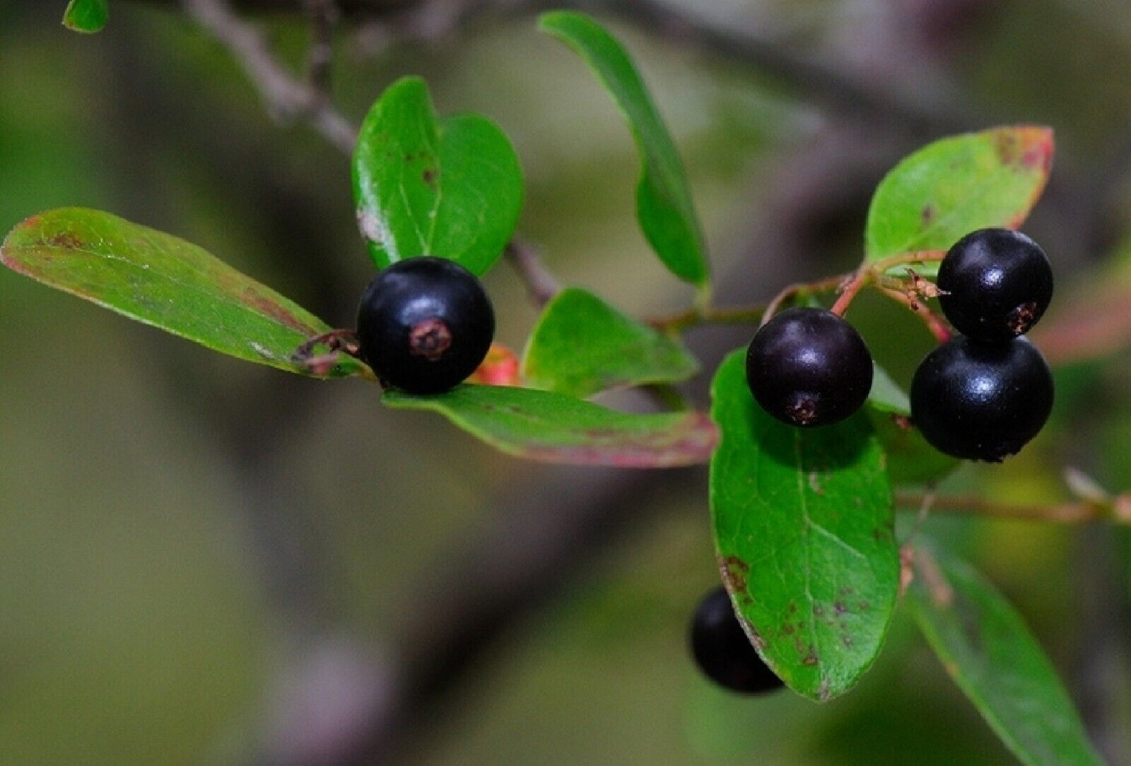 15 Sparkleberry Tree {Vaccinium arboreum} Pre-Stratified seeds Fruiting ... - $8.58