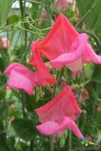 50 Miss Willmott Sweet Pea Seeds Garden Free Ship - £10.64 GBP