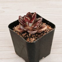 Succulent Plant - Echeveria Nodulosa - Painted Lady - Live Plant In 2&quot; Pot - $123.10 MXN