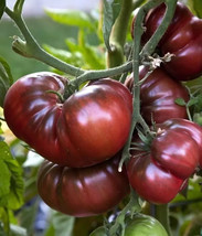 Fast Shipping 120 Black Brandywine Tomato Seeds Organic Fresh - £7.70 GBP