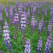 Arroyo Lupine Purple Wildflower Hummingbirds &amp; Pollinators Non Gmo  100 Seeds  - £6.80 GBP