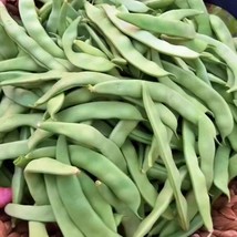 USA SELLER Roma Ii Bush Beans Gardening Vegetable - $16.11