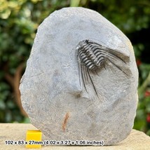 Leonaspis Trilobite Fossil - A Grade, Devonian, Eifelian, Taharajat Form... - £273.59 GBP