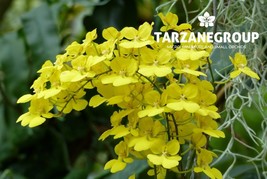 ONCIDIUM ONUSTUM SMALL ORCHID POTTED - $37.00