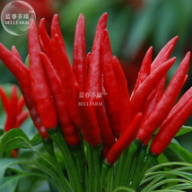 New Fresh Organic Hot Chili Red Pod Pepper Organic Vegetable Seeds Pack 30 Seeds - £4.69 GBP