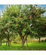 Two Live Honeycrisp Apple Tree 2 Ft Tall Crisp Juicy Apple Semi Dwarf Variety US - $105.76 CAD