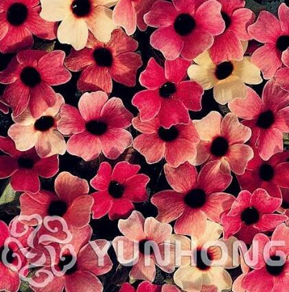 10Seeds Thunbergia Alata Seeds Black Eyed Susan Vine Rose Red Light Yellow Color