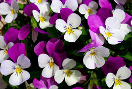100 Johnny Jump Up Violet Viola Tricolor Flower   - £13.59 GBP
