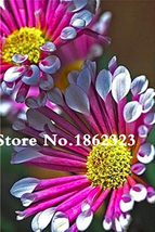 100 Pcs African Blue Eyed Daisy Flower Bonsai Osteospermum Flower Bonsai... - $7.77