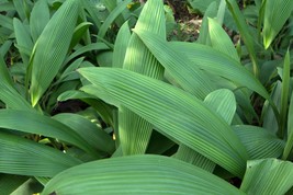 20 SEEDS -Palm Grass -Curculigo recurvata -Molineria -very rare hard to find  - £3.95 GBP