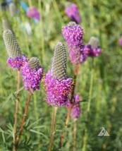 2000 Seeds Clover Purple Prairie Legume Honey Bees Pollinators Perennial... - £6.38 GBP