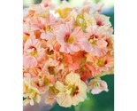 50+ Salmon Gleam Nasturtium Seeds | Trailing Edible Flower Vines - $16.50
