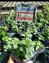 LIVE PLANT PLectranthus tomentosa~Camphor Vick&#39;s 5&quot; tall~Planta de Alcanfor - £15.18 GBP