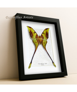 Malaysian Moon  Actias Maenas Real Moth Framed Entomology Collectible Sh... - $202.89 CAD