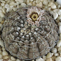 Gymnocalycium ragonesei rare cactus cacti seed 20 SEEDS - £7.16 GBP