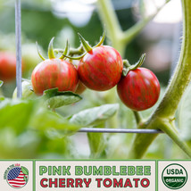 20 Seeds Pink Bumblebee Cherry Tomato R API D Bloom Plant Heirloom Seeds Now - $8.35