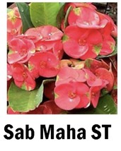 Sab Mahasedthee Crown Of Thorns Euphorbia Milii Christ Plant Starter Plant Fresh - $40.19