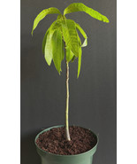 Mango Tree 24 Inch Tall Tropical Fruit Plant Mangifera Indica Fresh Garden - $2,689.09 MXN
