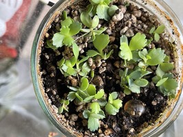 GRANDMOTHER Of 1000 Succulent Plant 5 Small Rooted - $2.99