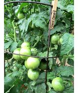 Czech Bush Tomato - perfect for container planting - $5.50