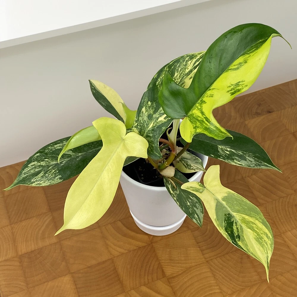 15+ Seeds Philodendron Florida Beauty  house plant-  garden- flowers - $11.39
