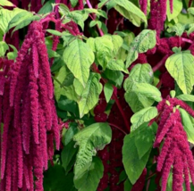 Amaranth Love Lies Bleeding Annual Herb Garden 1000+ Seeds - £3.00 GBP