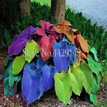 Kasuki Sale! 100 pcs Hosta Bonsai Perennials Plantain Beautiful Lily Flower - $8.99