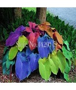 Kasuki Sale! 100 pcs Hosta Bonsai Perennials Plantain Beautiful Lily Flower - $170.87 MXN