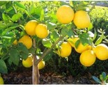 Dwarf Lemon Tree Seeds, 20 Seeds Fruit Bearing / Back In Stock / Non Gmo... - $7.49