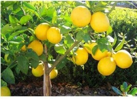 Dwarf Lemon Tree Seeds, 20 Seeds Fruit Bearing / Back In Stock / Non Gmo... - $7.49