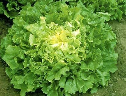 Lettuce, Endive Broadleaf Batavian, Heirloom, 200 Seeds, Tasty Lettuce