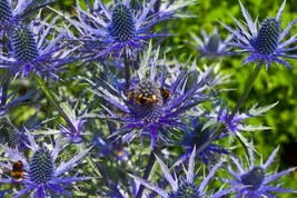 LS Sea Holly 100 Seeds, Eryngium, Metalic Blue Flowers, Mariesgreengarden - £5.65 GBP