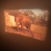 8mm Home Movie Zoo 1971 Polar Bear Éléphant White Peacock - $17.26 CAD