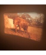 8mm Home Movie Zoo 1971 Polar Bear Éléphant White Peacock - $12.24
