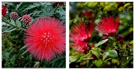 Red Mimosa Tree Seeds Silk Albizia julibrissin Perennial Persian 20 Seeds  - £27.13 GBP