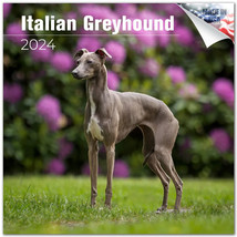 ITALIAN GREYHOUND Wall Calendar 2024 Animal DOG PET Lover Gift - £19.75 GBP