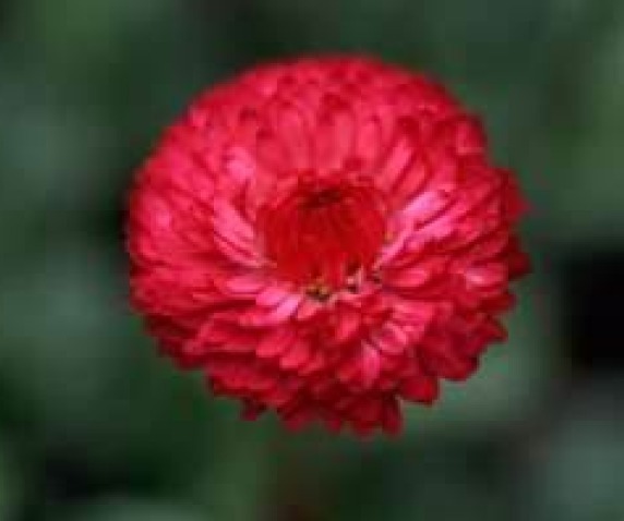 SMX Tall Red Cornflower 100 Fresh Seeds Centaurea Cyanus Indoor Gardening - $9.42