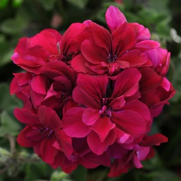 New Color Ivy Geranium Burgundy Violet Cuttings 3 Cuts Fresh Garden