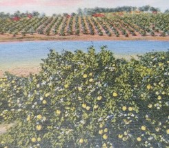 c1930 Large Grapefruit Grove in Florida Vintage Linen Postcard Tropical Fruit - £21.51 GBP