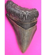 Authentic Megadolon Shark Tooth 3.29 Inches 66 Grams Fossil Dino Girl CO... - $98.99
