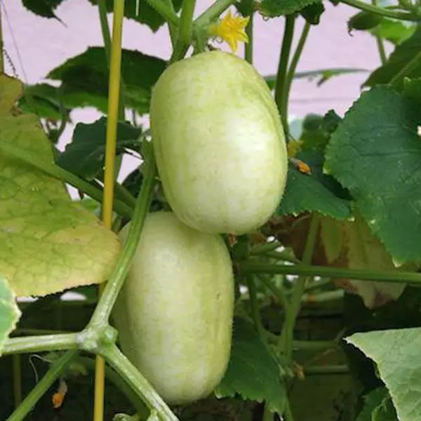 PSStore 20 Seeds Crystal Apple Cucumber Vegetable Garden Heirloom Non-Gmo - £7.62 GBP