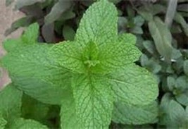 Refreshing Spearmint Herb Starter Plant - £4.29 GBP