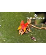 LEPANTHES FIMBRIATA SMALL ORCHID MOUNTED - $1,007.36 MXN
