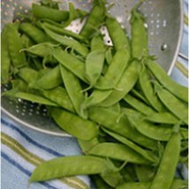 Dwarf White Sugar Snow Peas Seeds Fresh Seeds USA - £11.46 GBP