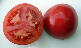 20 Pcs Bradley Tomato Seeds #MNHG - $12.50