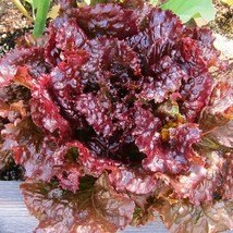 800 Ruby Red Leaf Lettuce Seeds Fresh Harvest For 2024 GardensFrom US  - $8.35