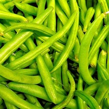 Contender Bush Bean Seeds Bean Seeds Fresh Seeds Gardening USA SELLER - £11.05 GBP