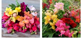 1500 Seeds! Snapdragon MAGIC CARPET MIX MultiColored Blooms Butterflies Seeds - £21.17 GBP